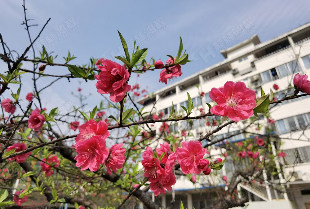 桂林鴻程花團(tuán)錦簇，滿園春色，邀您一起共賞春景，共商大計(jì)！